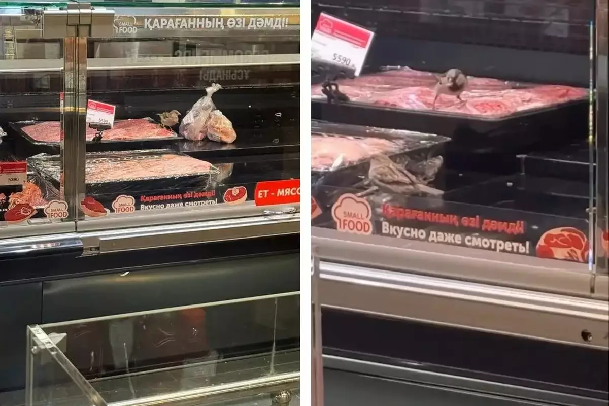 Астанадағы супермаркетте етке қонған торғайлар жұртты алаңдатты (видео)