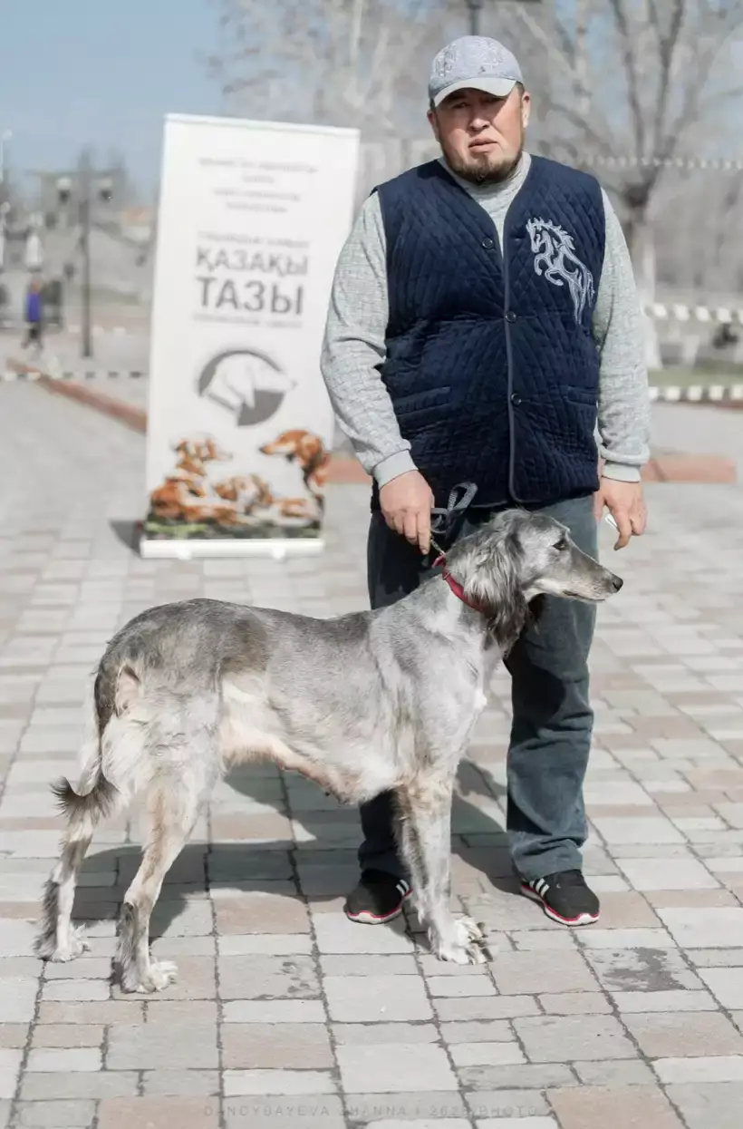 Ақтөбеде қазақы тазының үздік өкілдері тұқымдық байқауда бағаланды