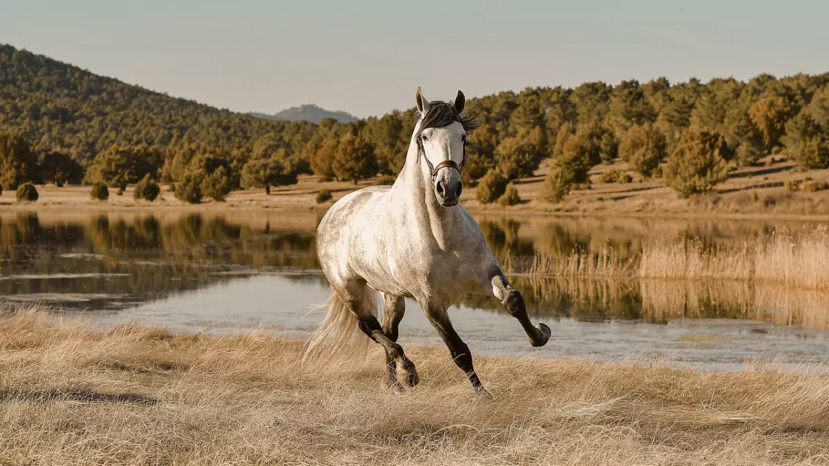Тараз көшесінде атпен шапқан бала көлікке соғылды