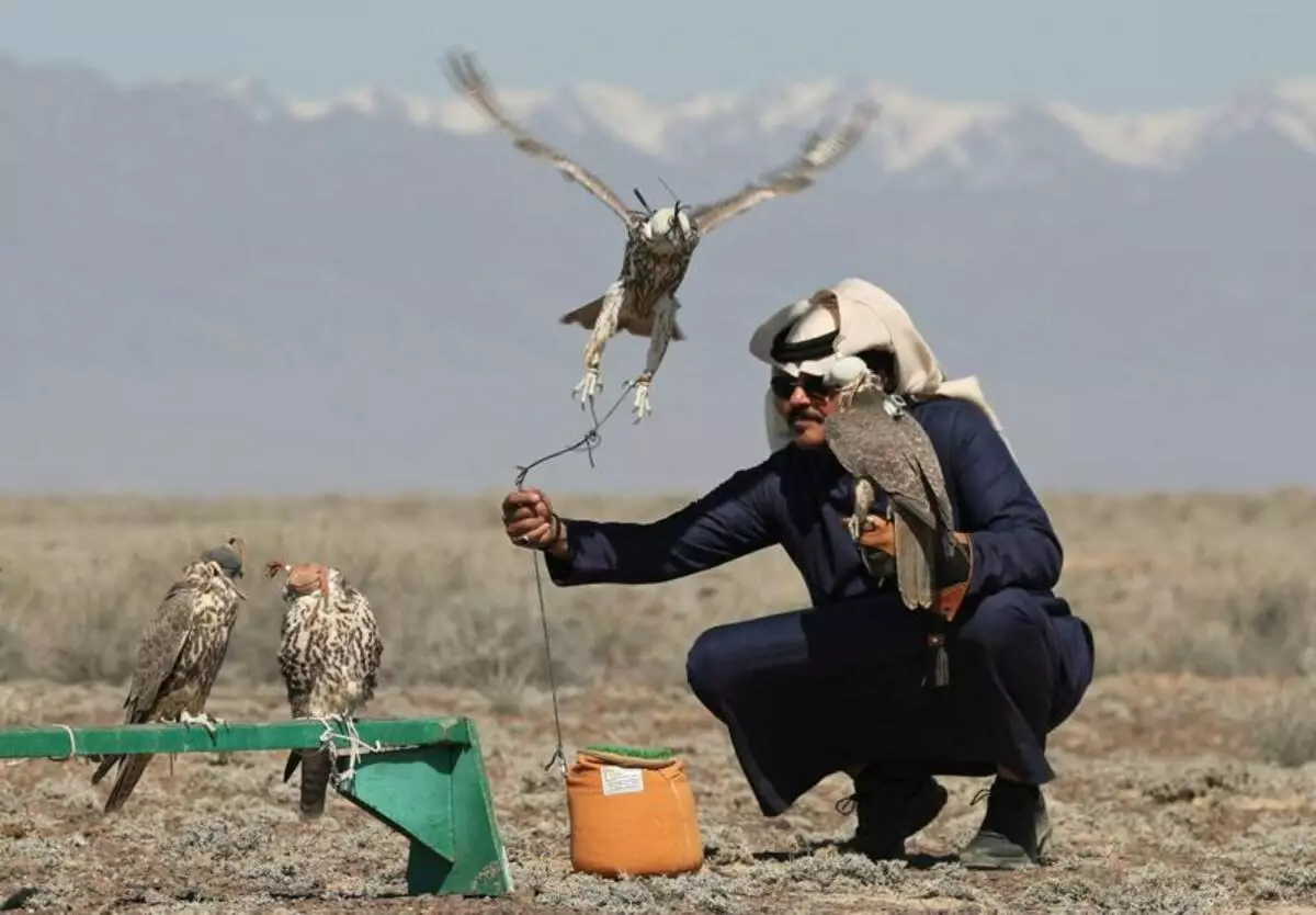 Казахстан выпустил на волю соколов-балобанов в рамках программы восстановления популяции при поддержке Саудовской Аравии.