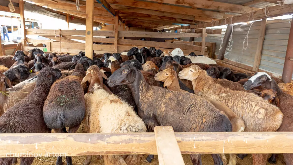 "Қағаздағы мал": Қостанайда 2,5 миллиард теңге субсидия ұрланған