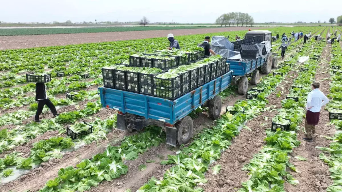 Түркістан облысының диқандары Ресейге қырыққабат өнімін экспорттады