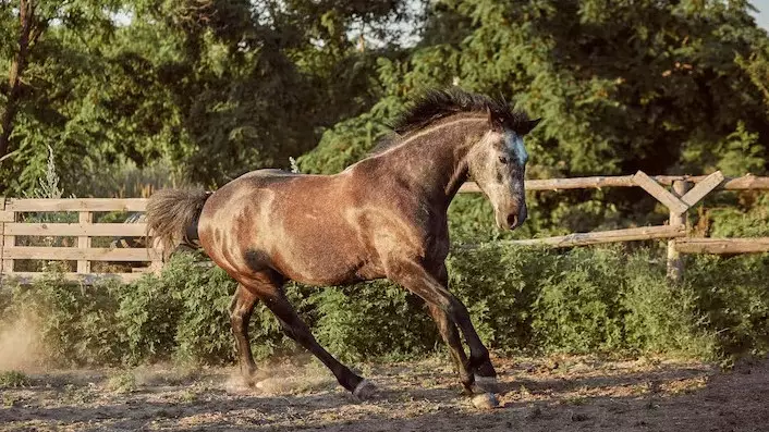 Ребенок на лошади столкнулся с автомобилем на улице Тараза