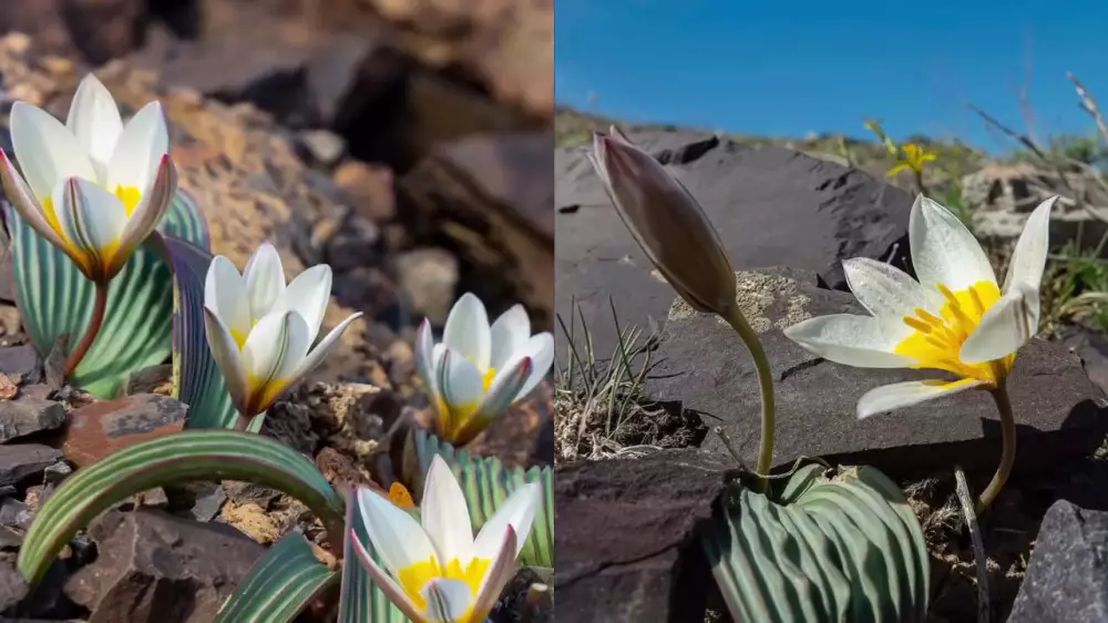 Фотограф из Алматы показал цветение “таинственных“ тюльпанов