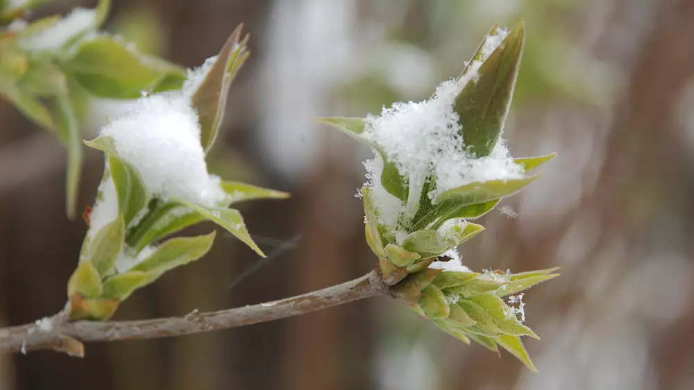 Астанада қар жауса, Алматыда 24 градусқа дейін жылынады - үш күнге арналған ауа райы болжамы