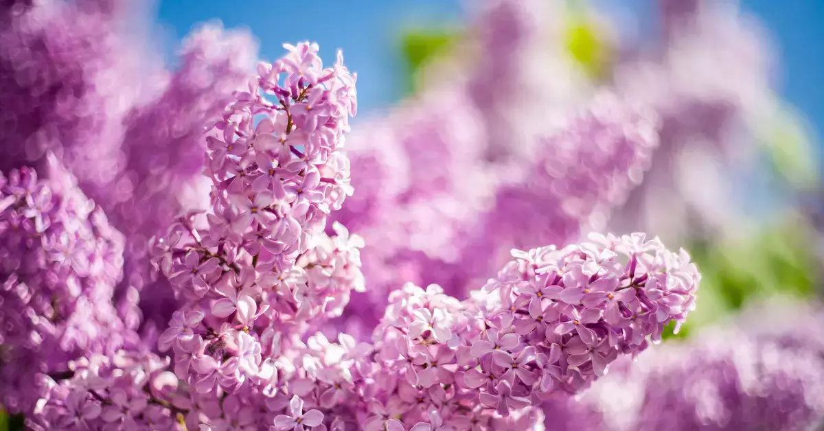 Выходные в мае-2026 в Казахстане: как переносятся праздники и когда Курбан-айт - новости на Lada.kz 07.04.2026