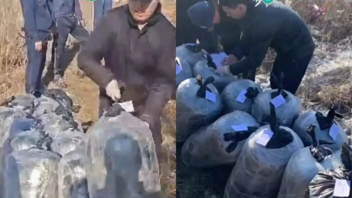 В Павлодарской области изъяли более 300 кг марихуаны (видео)