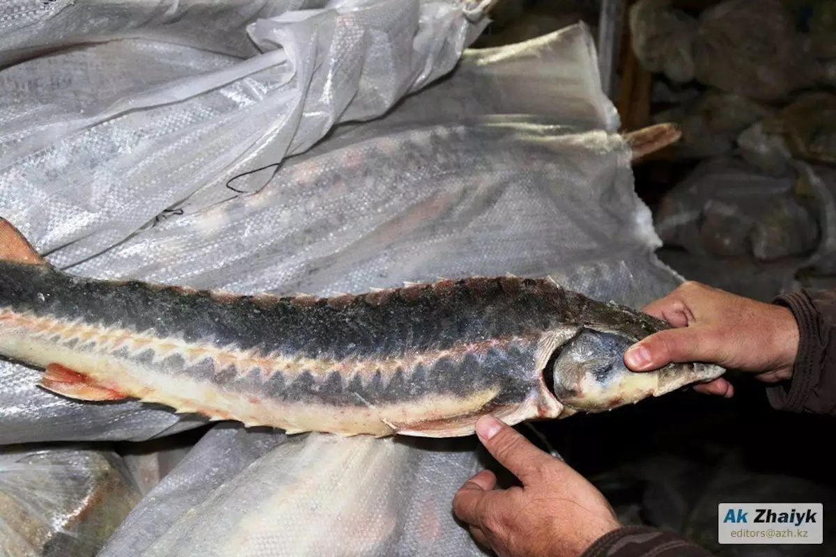 Где в Казахстане сильнее всего подорожала рыба