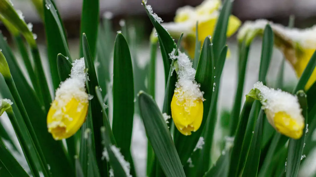 Сәуірдің тосын мінезі: Астанада қар жауса, Алматыда күн ысиды