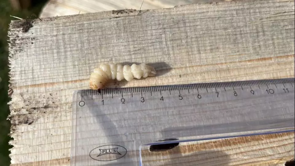 Қазақстанға Ресейден әкелінген ағаштан қауіпті қоңыз табылды