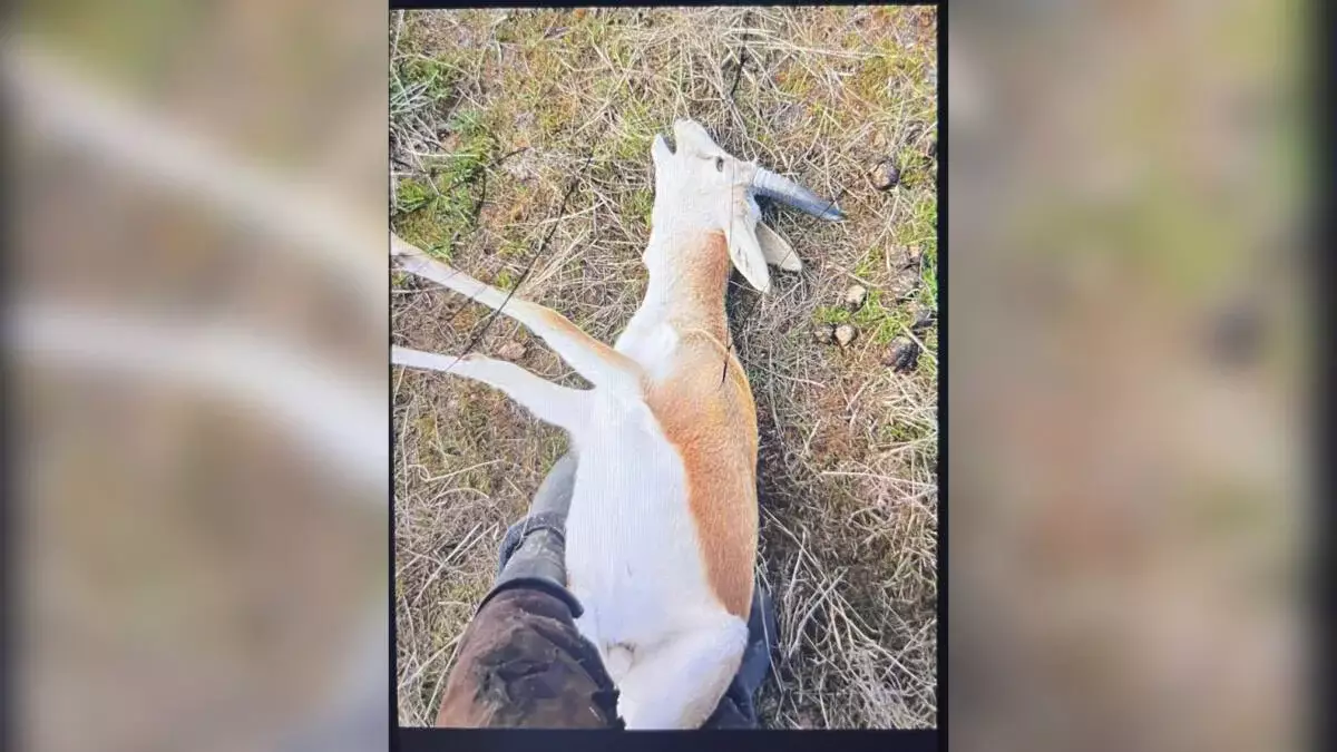 Жамбыл облысында қарақұйрықты заңсыз аулағандар анықталды