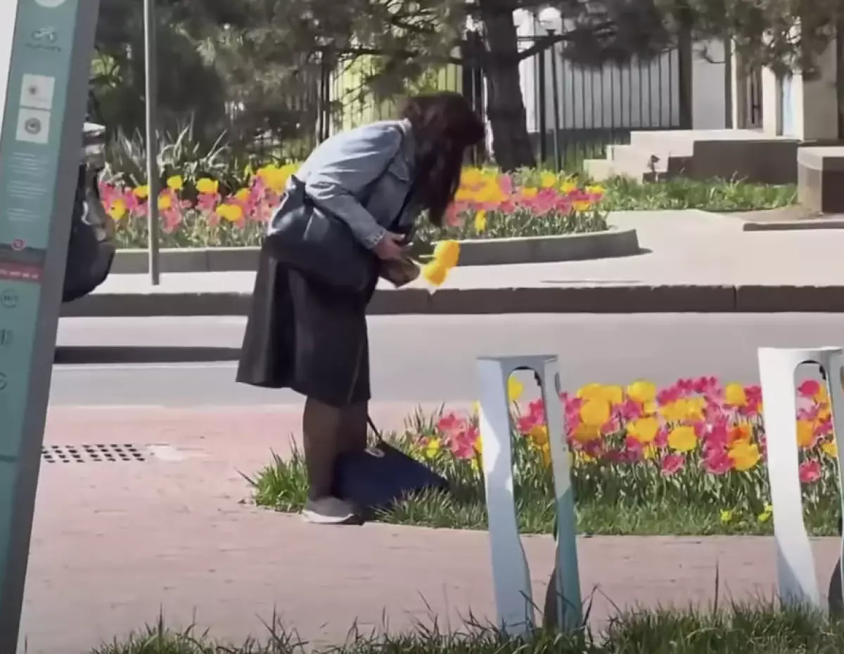 Жители Алматы возмутились женщиной, сорвавшей тюльпаны на Аль-Фараби