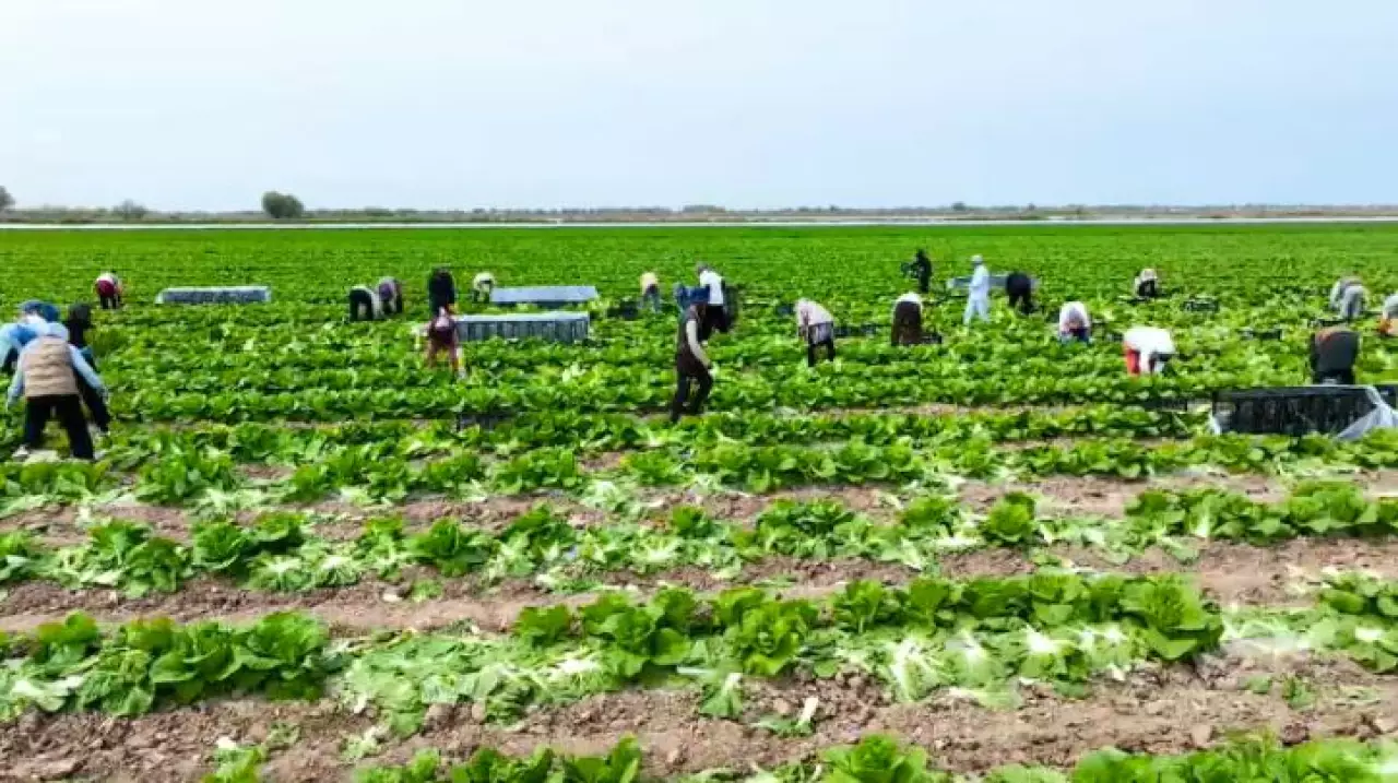 Первый урожай капусты собирают в Туркестанской области