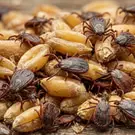 В Казахстан готовились отправить партию омского зерна, зараженного клещами.