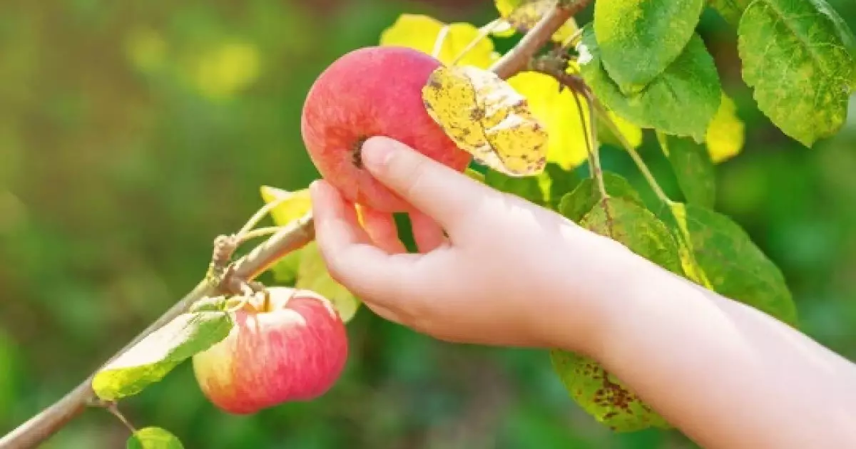  Ер адам бақшасынан жеміс ұрлаған 4 жасар қызды байлап, соққыға жыққан 