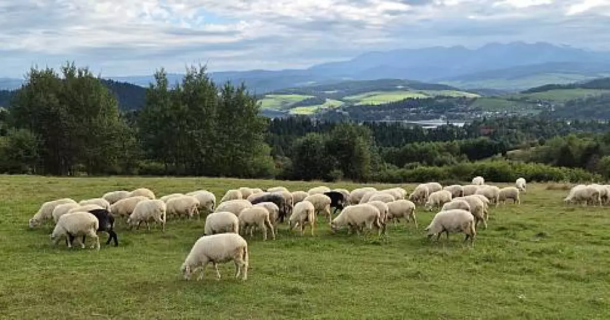   Ұлытау облысында Еділбай қойын өсіретін ірі кооператив құрылды   