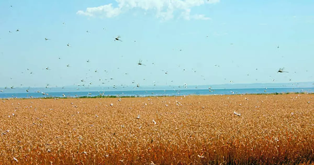   Шегірткеге қарсы күрес шараларына 100-ден астам дрон жұмылдырылады   