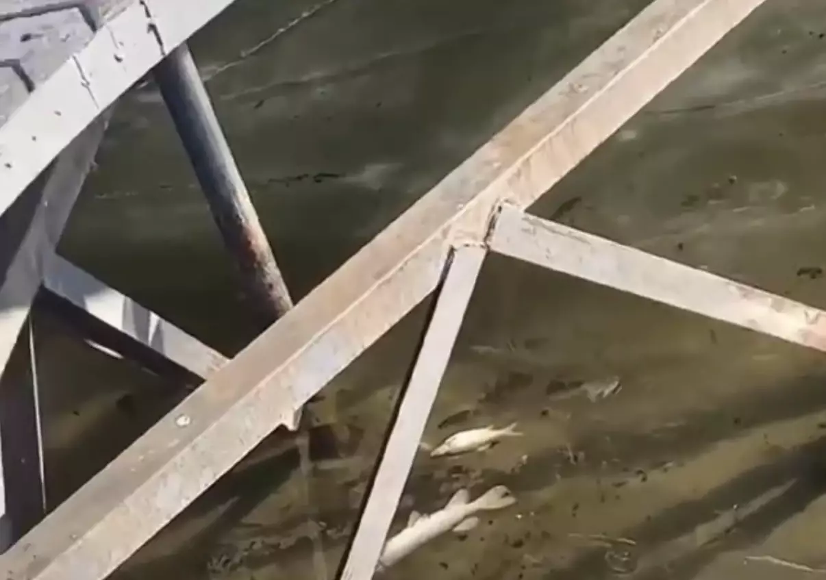 Балық қырылуда: Петропавлдағы көлде не болып жатыр?