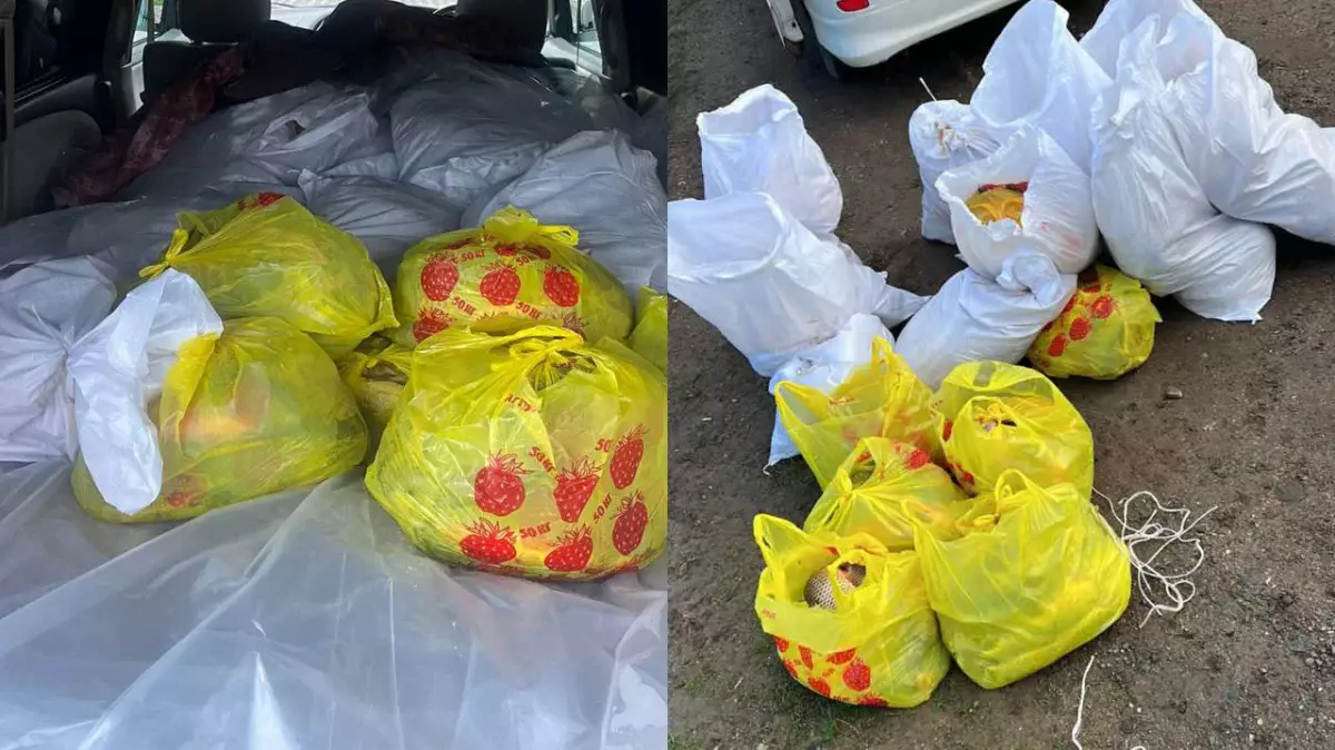 Заңсыз балық тасымалы: БҚО-да 400 келіге жуық балық тәркіленді