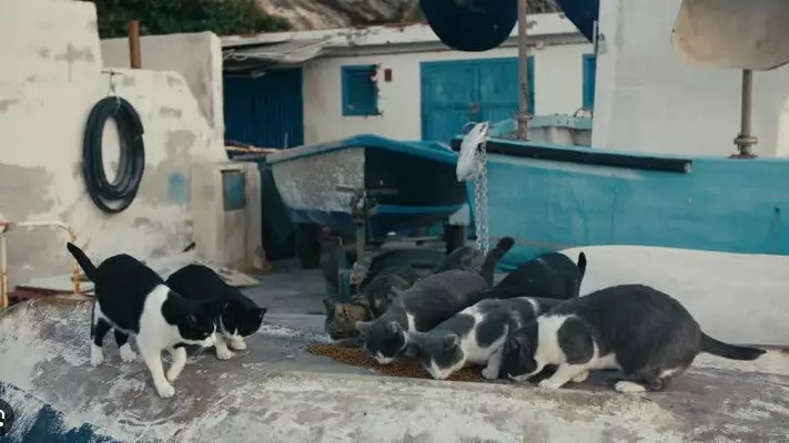 Мажилис принял поправки по вопросам обращения с животными