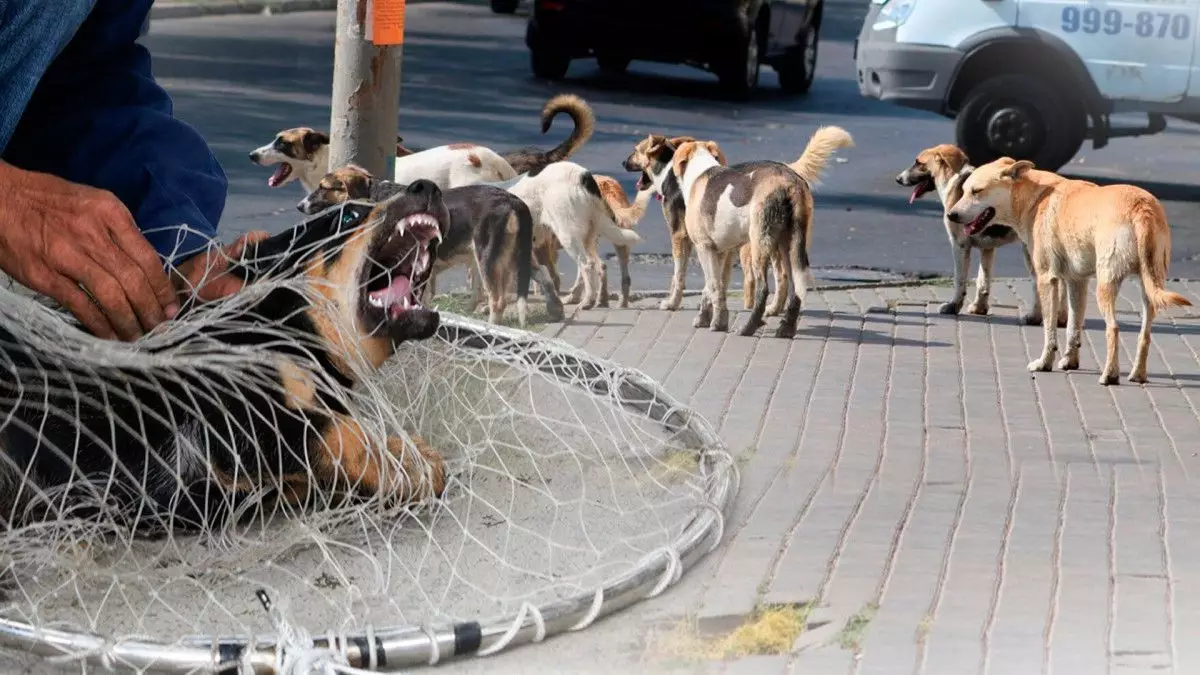 Соңғы бір жылда Қазақстанда 41 мыңнан астам адамды ит қапқан