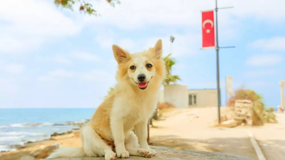 “Қазақстан Түркиядан үлгі алады“  - қаңғыбас иттер мәселесі қалай шешілмек?