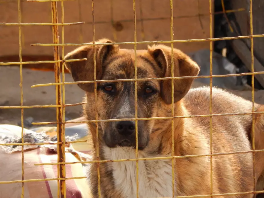 Резонанс тудырған мәселе: Қазақстанда жануарларға қатысты заңға өзгеріс енгізіледі