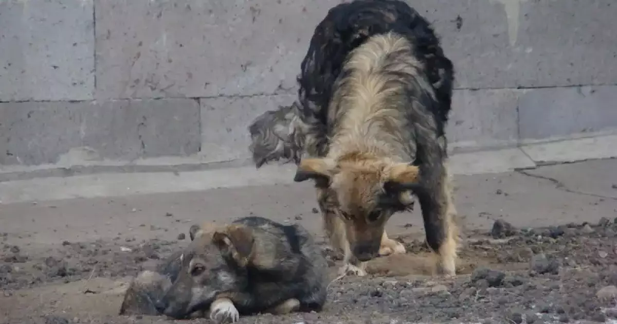  Қазақстанда жануарларға қатысты заңға өзгеріс енгізіледі 