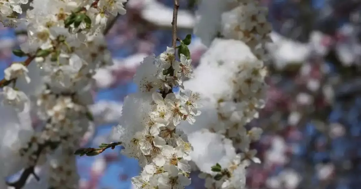  Қазақстанда алдағы үш күнде 5 градусқа дейін аяз болады 