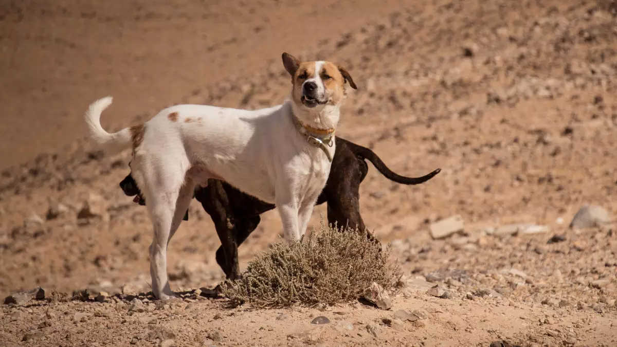 В Мажилисе объяснили, каких собак будут считать бродячими
