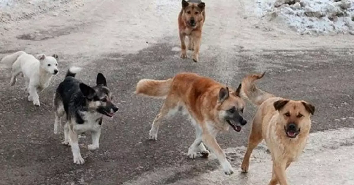  Қараусыз жүретін иттерді өлтіруге рұқсат берілуі мүмкін 