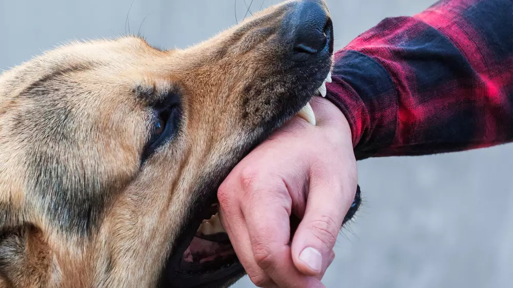 “Пока будет идти это заседание, собаки нападут на 15 казахстанцев“ - Жанбыршин