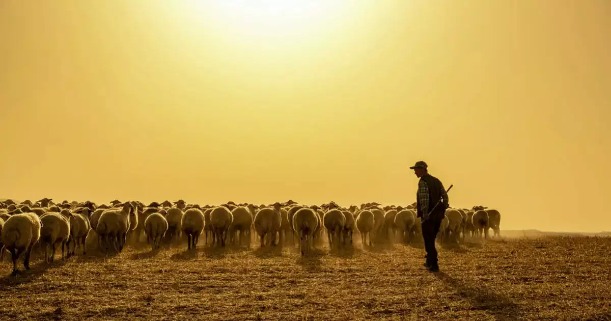  4,8 млн теңге: Батыс Қазақстан облысының тұрғыны ағасының қойларын сатып, бәске тіккен 