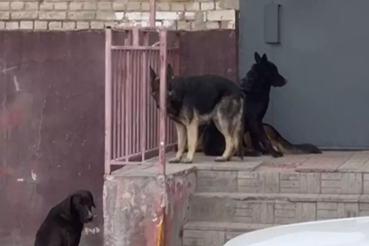 Пять дней на жизнь: мажилис одобрил новые правила отлова собак