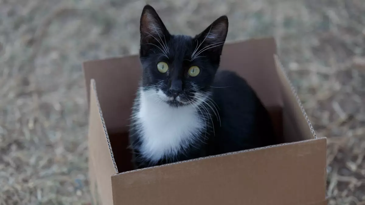 Аң-құсқа зәбір көрсету  фактісі бойынша жаза күшейеді