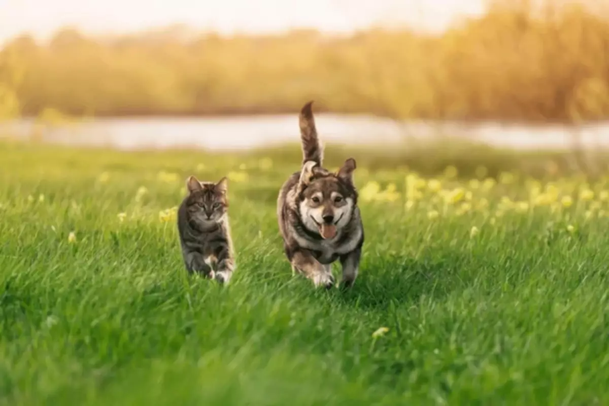 Енді елімізде полицейлер ит пен мысықтың чипі бар жоғын тексереді