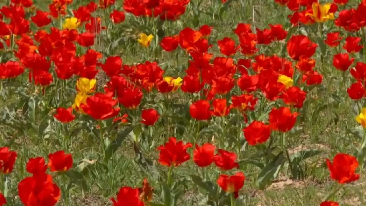 Краснокнижные тюльпаны зацвели на юге Казахстана