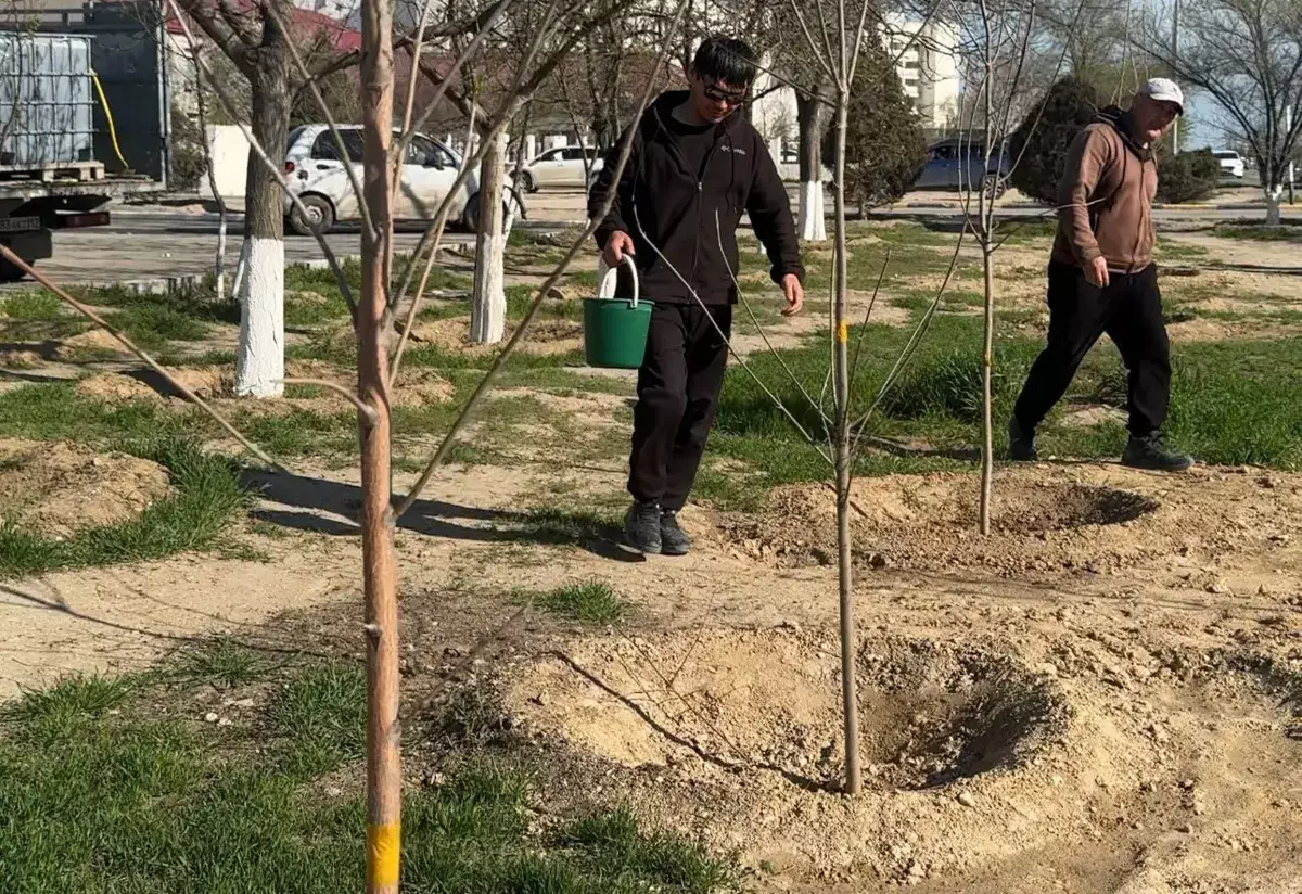 Витамины для саженцев: в Актау борются за приживаемость молодых деревьев - новости на Lada.kz 08.04.2026