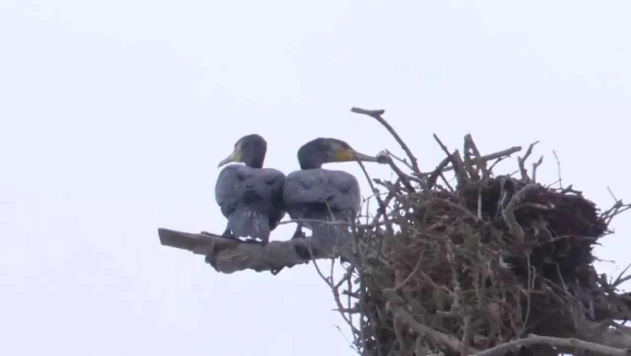 Численность бакланов будут регулировать по-новому