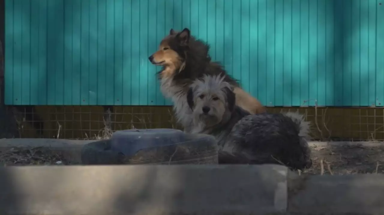 В Казахстане ужесточат ответственность владельцев собак