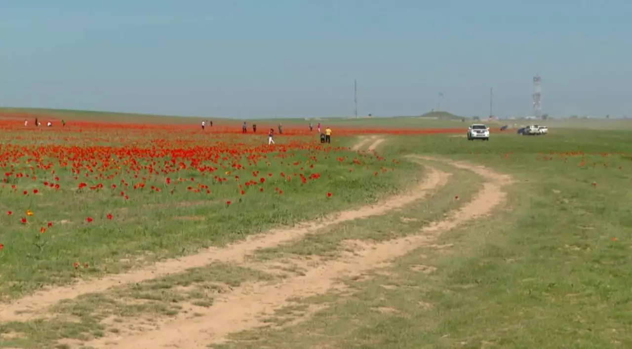 Түркістан облысында қызғалдақты қорғау күшейтілді