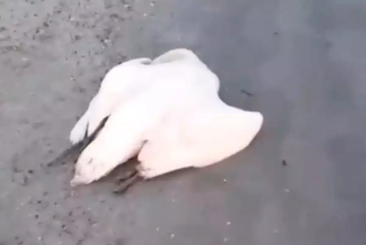 Рыбак из Мангистау сообщил о гибели лебедей на побережье Каспия - новости на Lada.kz 08.04.2026