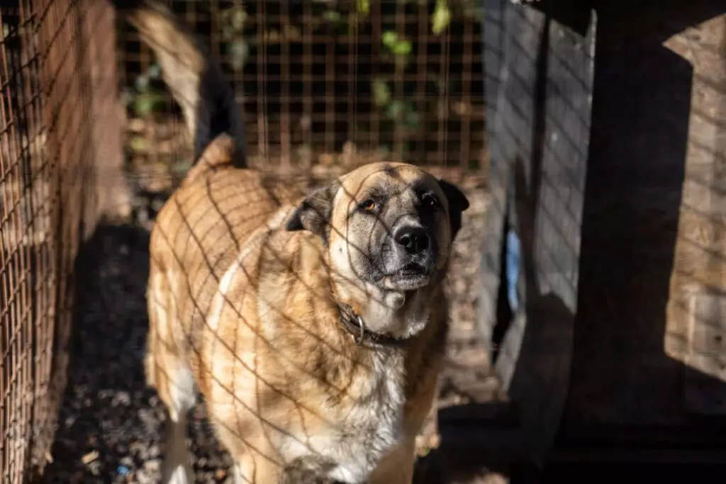 В Казахстане разрешили усыплять бездомных животных.