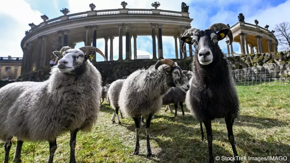 В дворцовый парк прусских королей запустили овец
