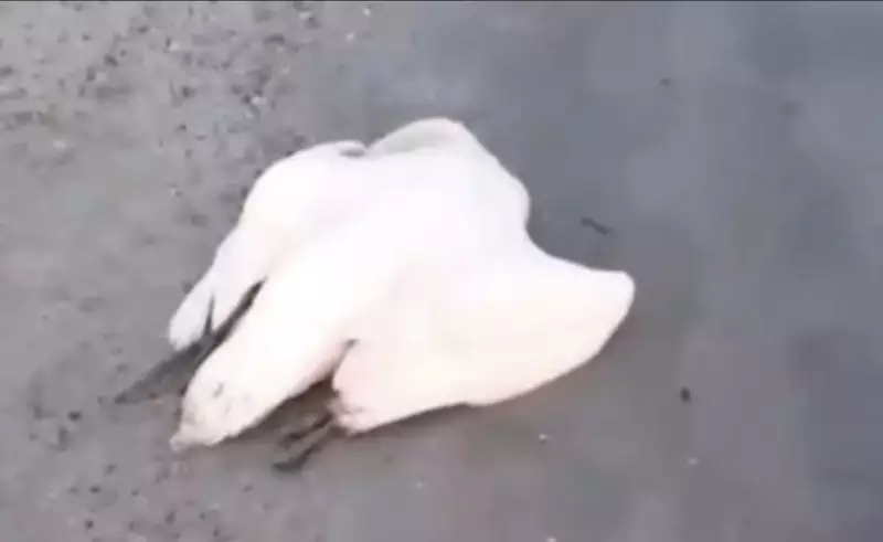 Мёртвых лебедей вновь нашли на побережье Каспия