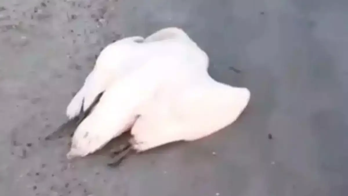 Каспий жағалауынан өлі аққулар табылды