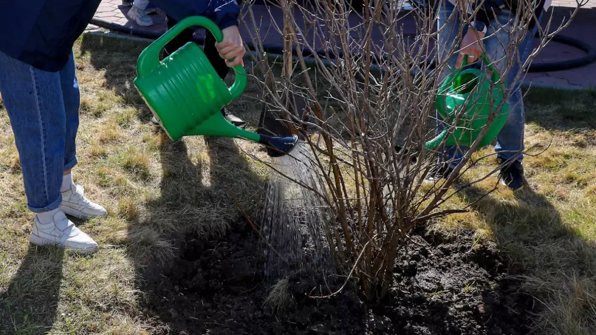 ҚТЖ Алматы облысында 100 мыңнан астам ағаш отырғызады