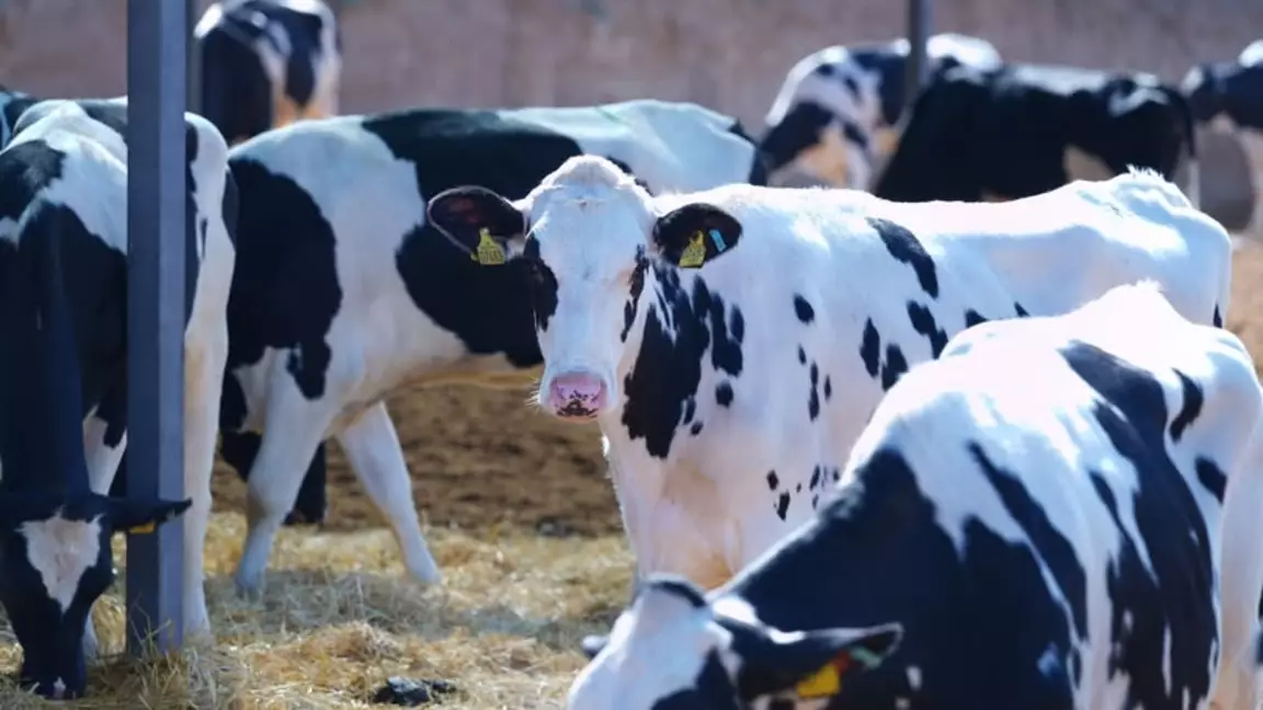 Атырау облысында сиырлардан жаппай вирус табылып жатыр