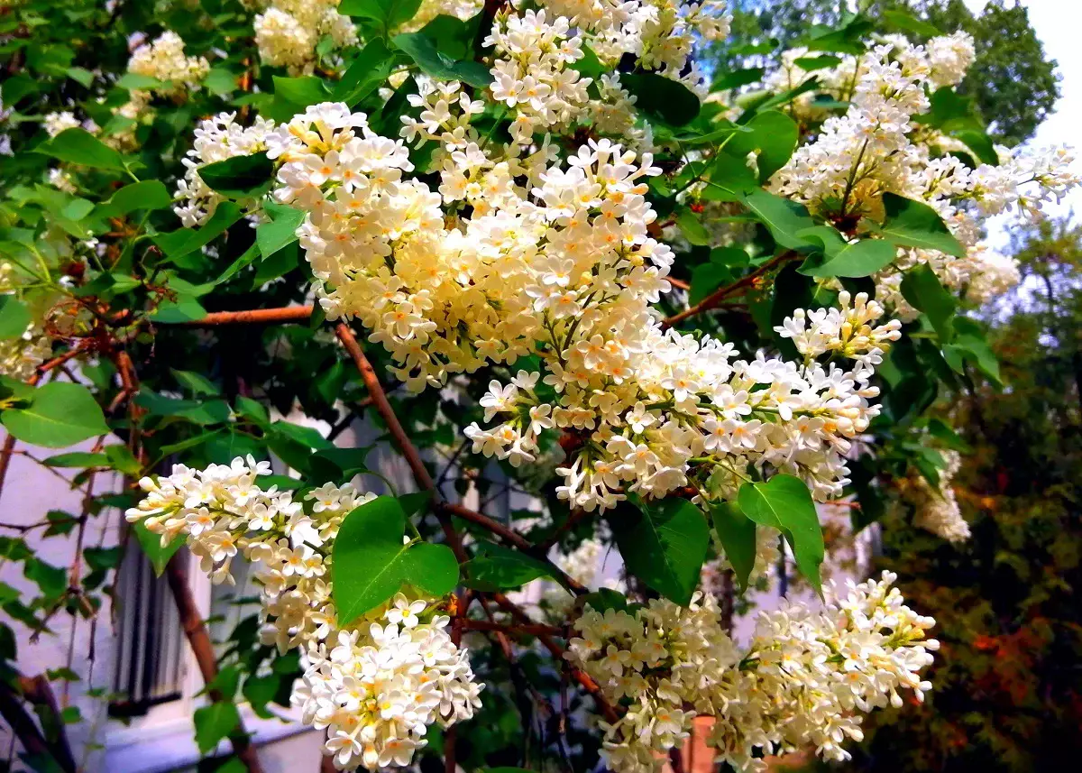 Алматыда 13–19 сәуірге арналған ауа райы болжамы