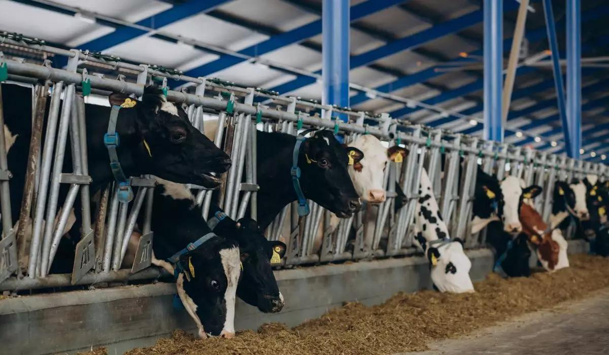 Қостанайда қылмыстық топ жоқ малды тіркеп, 3 миллиард теңге субсидияны жымқырған